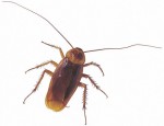 Pest control, fingus, termite, roaches, professional treatment for home and office in Boston area